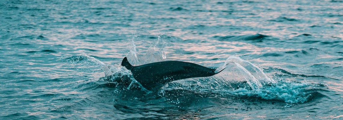 Nadar con delfines punta cana majestic resorts